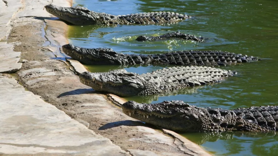¿Por qué hay avistamientos de cocodrilos en el estado de Jalisco?