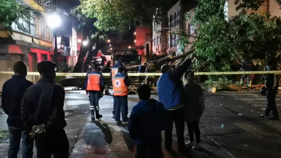 ARBOL CAÍDO.jpeg