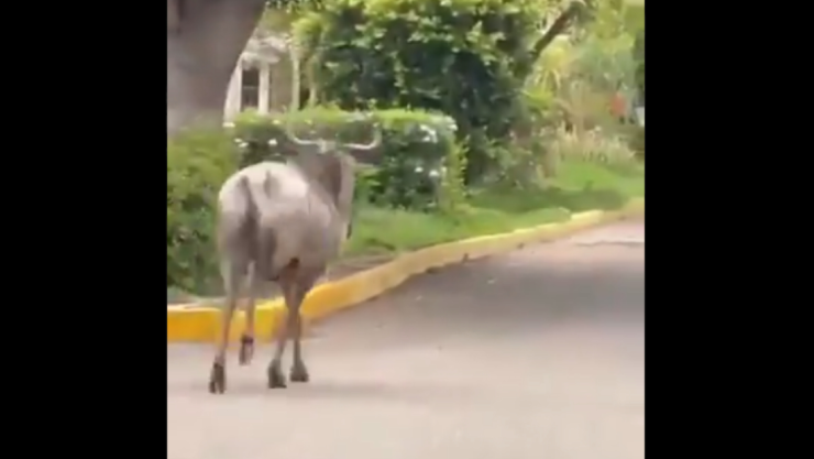 antilope-puebla.jpg