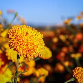 /estilo-de-vida/como-hacer-flores-cempasuchil-adornar-dia-muertos