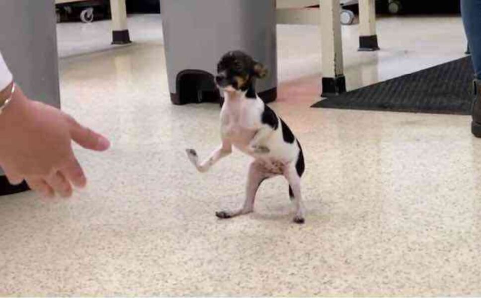 perrito-siggi-patas-al-reves-antes
