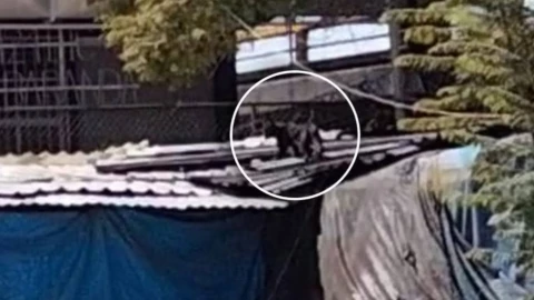 VIDEO - Pantera aterroriza usuarios del metro de CDMX al rondar estación