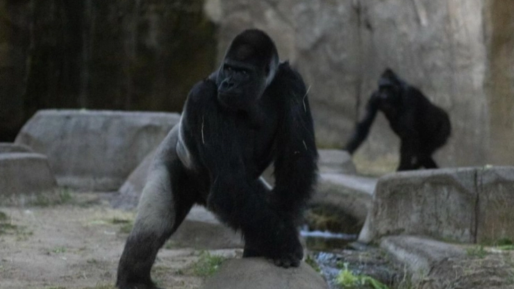 &iquest;C&oacute;mo fue el comportamiento de los animales durante el eclipse?