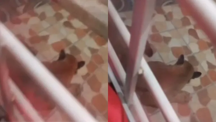 VIDEO: ¡Impresionante! Encuentran puma en fraccionamiento de Tonalá