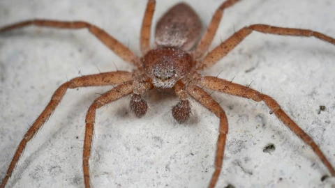 Araña doméstica por que no matarlas.jpg