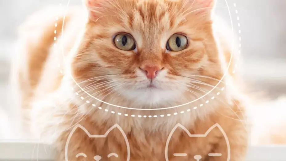 Con la cámara de un smartphone es posible conocer el estado de ánimo del animal.