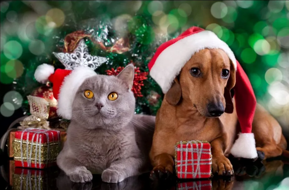pet lovers.jpg