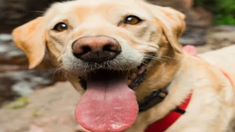 Desfile de mascotas en Veracruz