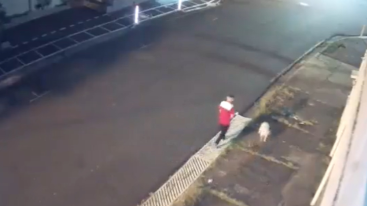 perrito defiende a dueño en asalto