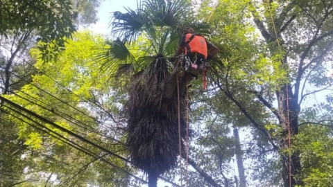 palmeras muertas