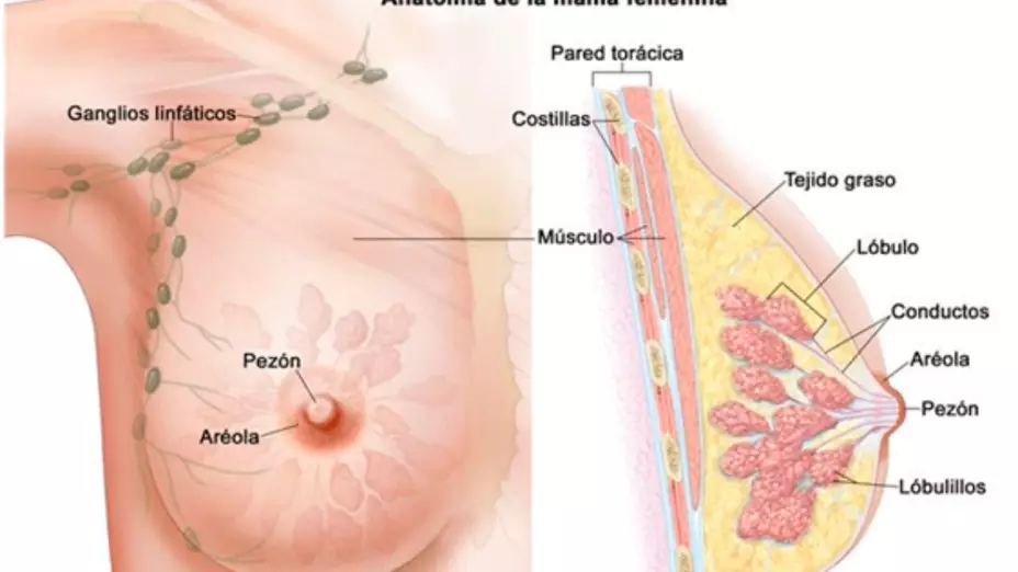 cancer-de-mama-autoexploracion