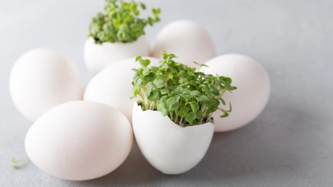 Algunas personas usan las mismas cáscaras para revivir el crecimiento de determinadas plantas