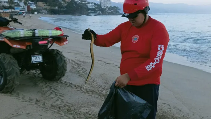 Alerta de serpientes marinas en playas de Puerto Vallarta; esto es lo que debes hacer si te encuentras una