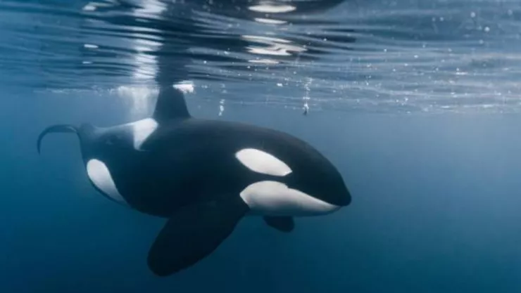 VIDEO: Captan momento en que orcas devoran tiburón en costas de Baja California Sur