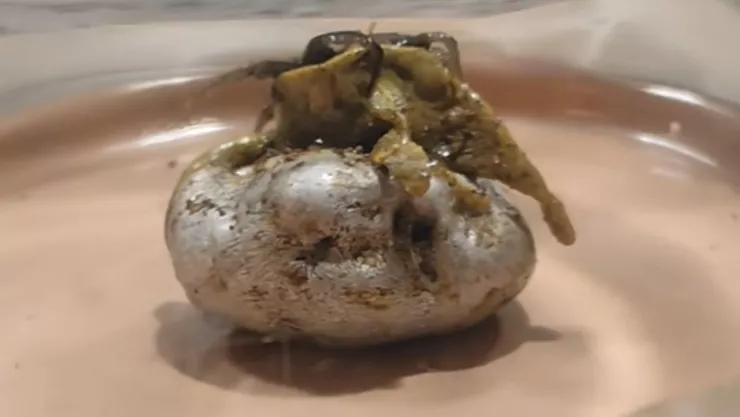 Meteorito con vida en Panama