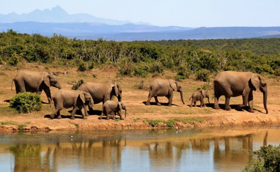 elefante-cazador-furtivo-sudafrica