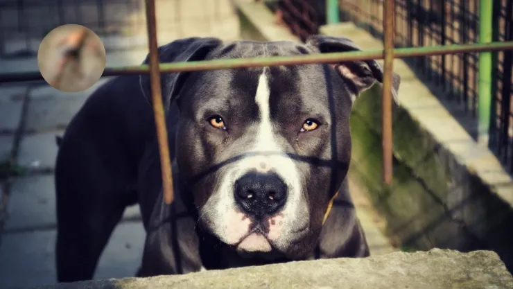 VIDEO | Presunto ladrón es opɐɔɐʇɐ por dos soɹɹǝd pitbull tras entrar a propiedad privada