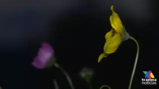 Ambas crecen únicamente en esta parte de Mineral del Chico, Hidalgo.