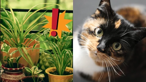 Estas son las plantas que debes eliminar de tu casa si tienes gatos son tóxicas.png