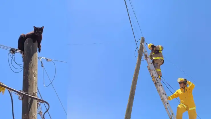 Bomberos de León rescatan a gato en lo alto de un poste en la colonia San Isidro Azteca: Así ocurrió