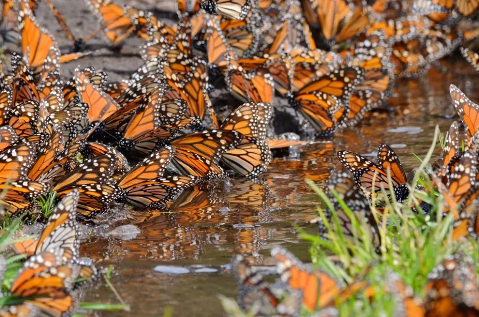 mariposas-monarca-shutterstock_664881562.jpg