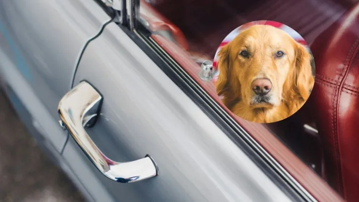 El perro murió de asfixia encerrado en un auto en Rosario, Argentina.