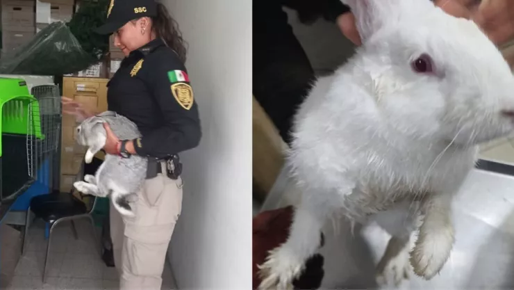 Policía rescata a tres conejitos en parque de la CDMX