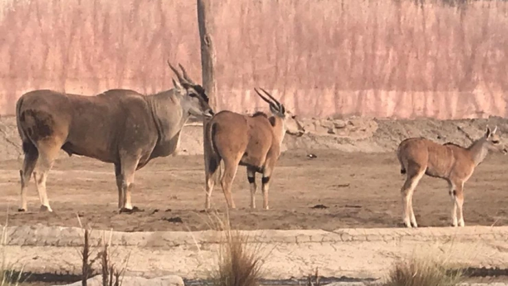 Antílope muere Aragón