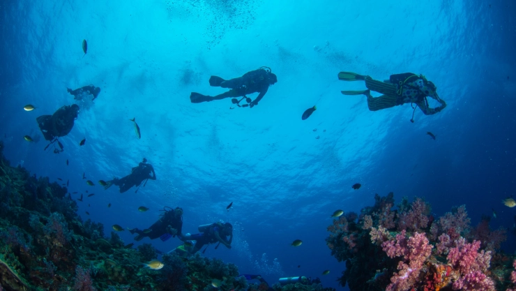Buzos explorando las aguas de Florida