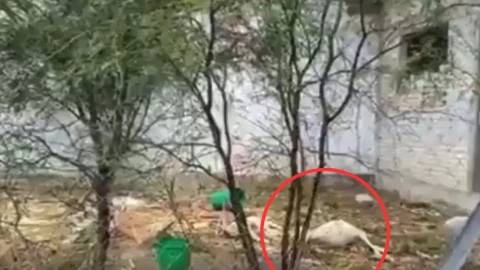 ¿'Chupacabras’ ataca en Puebla? Caballos, burros y becerros fueron masacrados