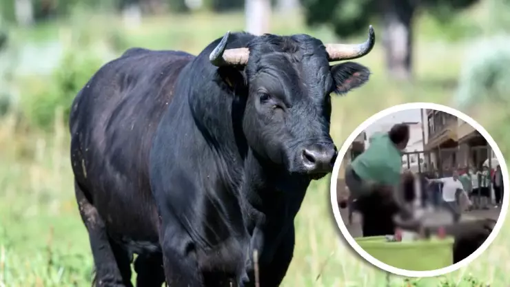 Hombre muere embestido por toro durante un festival