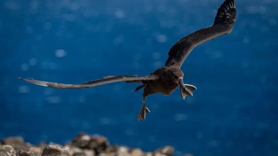 Albatros en vuelo.jpeg