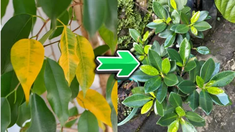 /estilo-de-vida/truco-hojas-plantas-verdes-sanas