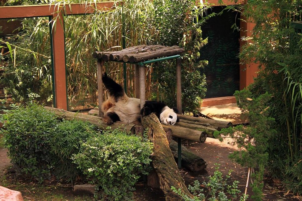 PANDA 2