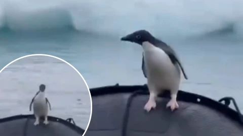 Pingüino escapa de la muerte.png