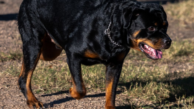 Niño de 2 años muere tras ataque de rottweilers en guardería, ¡la encargada se durmió!
