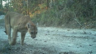 Sierra de Chilpancingo