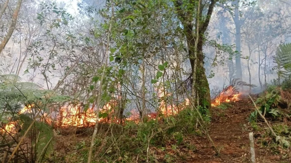 Incendio forestal en Chiconcuautla hoy 16 de marzo de 2025 ¿Qué está pasando?