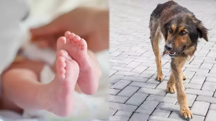 Arrojan a bebé recién nacido a la basura y perros callejeros se lo comen