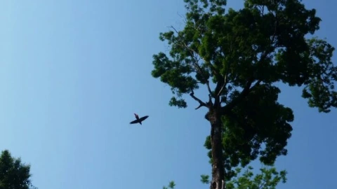 Guacamayas rojas