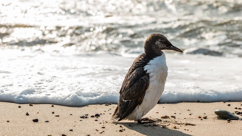 bird-lomvie-guillemot-nature.jpg