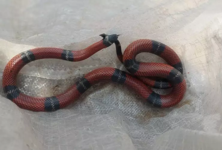 Temporada de lluvias 2025 Alertan por presencia de serpientes en Aguascalientes