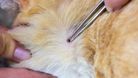 pulgas en tu hogar y mascotas.jpg