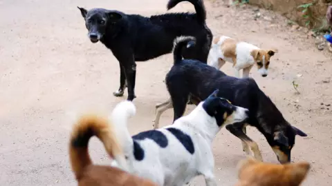 Aumenta abandono de mascotas en Yucatán por Semana Santa