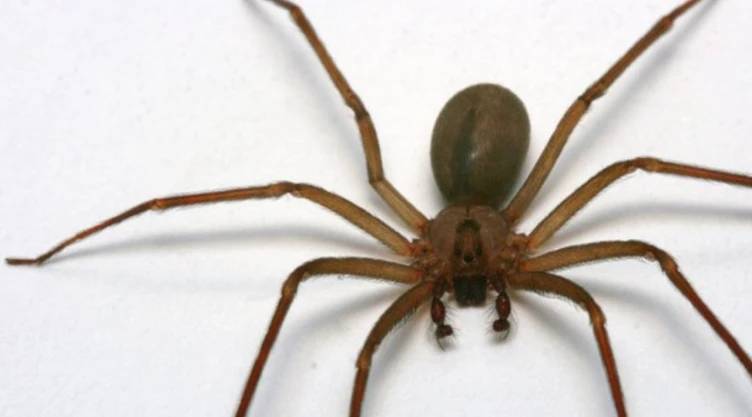 Picadura de araña violinista_ ¿Cuánto tarda en hacer efecto el veneno?