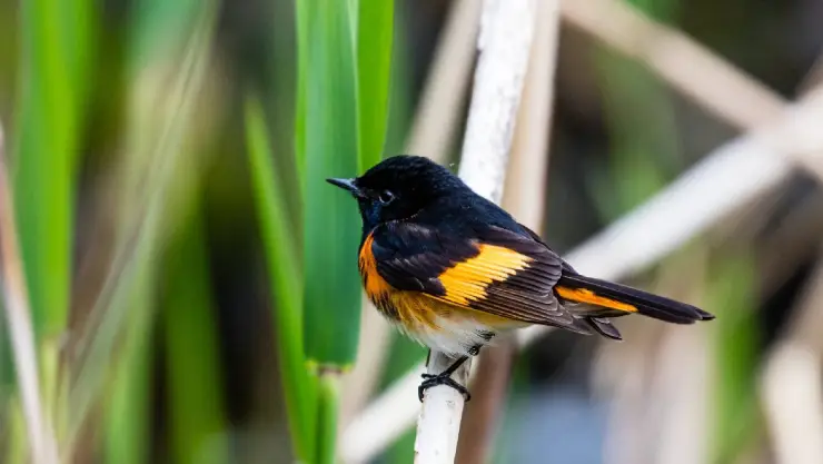 la especie avícola llamada American Redstart buscando insectos en un bosque boreal