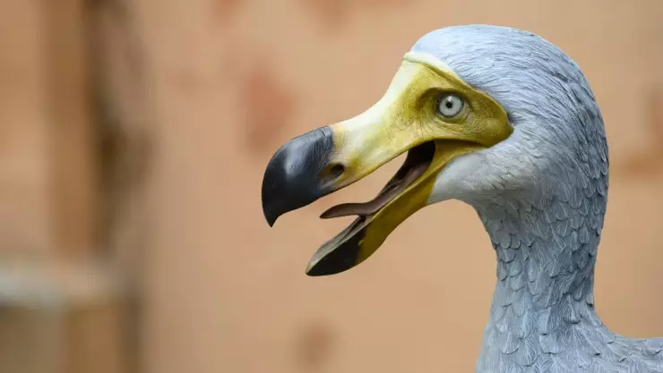 Dodo