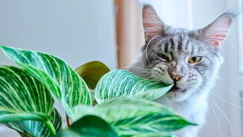 Estas plantas navideñas son tóxicas para tus mascotas ¡Ten cuidado en casa! 
