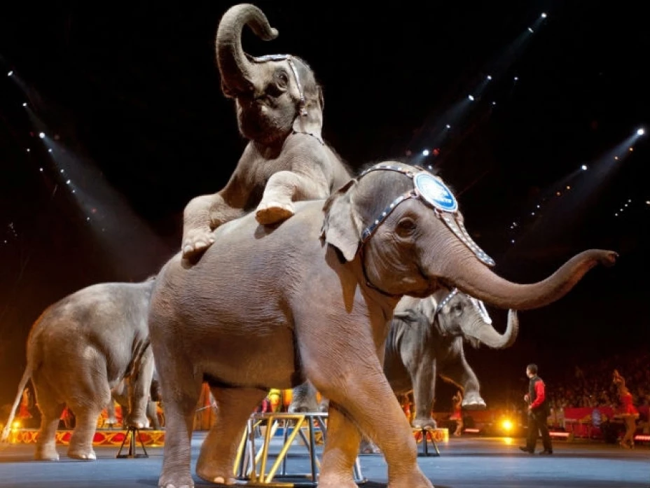 Senado avala la ley que prohibe animales en los circos