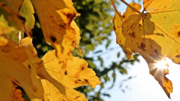 TEMPORADA DE OTOÑO EN BC 2024.